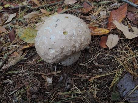 Weißer Großstäubling, Foto 2
