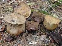 Weißer Großstäubling, Foto 6