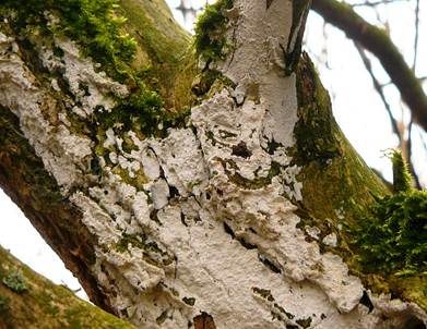 Weißer Holunderrindenpilz, Foto 2