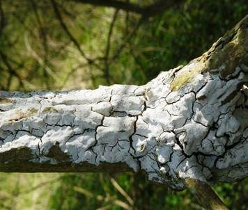 Weißer Holunderrindenpilz, Foto 3