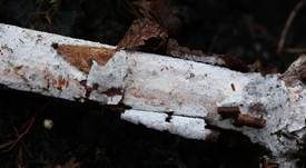 Weißer Holunderrindenpilz, Foto 12