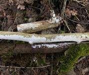 Weißer Holunderrindenpilz, Foto 16