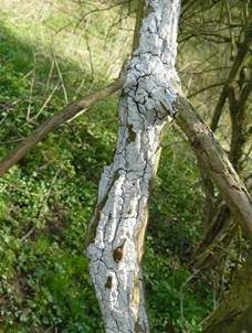 Weißer Holunderrindenpilz, Foto 4