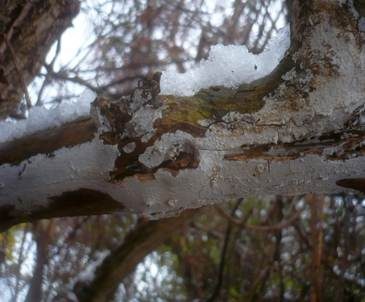 Weißer Holunderrindenpilz, Foto 5