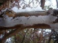 Weißer Holunderrindenpilz, Foto 9