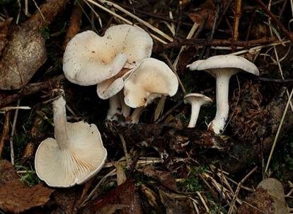 Weißer Holztrichterling, Foto 2