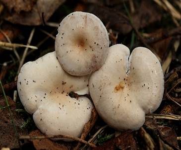 Weißer Holztrichterling, Foto 4
