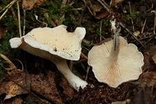 Weißer Holztrichterling, Foto 6