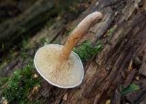 Weißer Holztrichterling, Foto 8