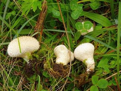 Weißer Igelstäubling, Foto 6