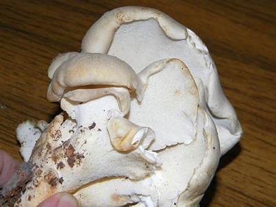 Weißer Knochenporling, Foto 3