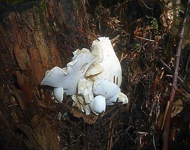 Weißer Knochenporling, Foto 4