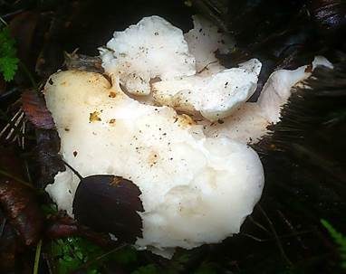 Weißer Knochenporling, Foto 5