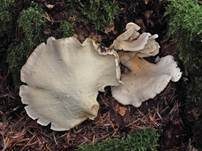 Weißer Knochenporling, Foto 9
