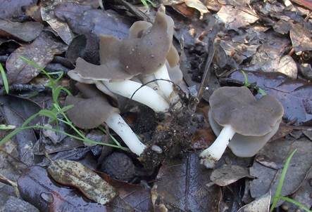 Braune Sattellorchel, Foto 4
