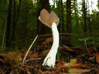 Braune Sattellorchel, Foto 5