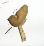 Braune Sattellorchel, Foto 10
