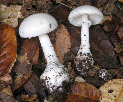 Weißer Knollenblätterpilz, Foto 2