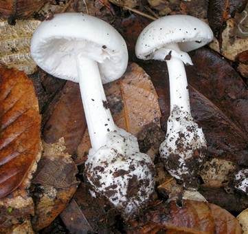 Weißer Knollenblätterpilz, Foto 3