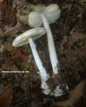 Weißer Knollenblätterpilz, Foto 14