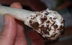 Weißer Knollenblätterpilz, Foto 16