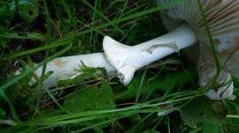 Weißer Knollenblätterpilz, Foto 17