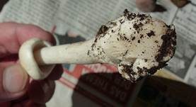 Weißer Knollenblätterpilz, Foto 19