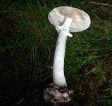 Weißer Knollenblätterpilz, Foto 23