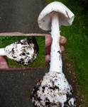 Weißer Knollenblätterpilz, Foto 26