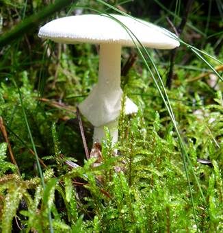 Weißer Knollenblätterpilz, Foto 5