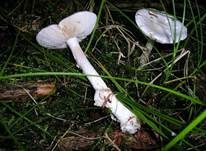 Weißer Knollenblätterpilz, Foto 8