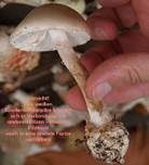 Weißer Knollenblätterpilz, Foto 10