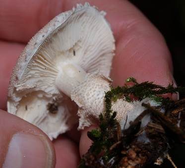 Weißer Körnchenschirmling, Foto 2