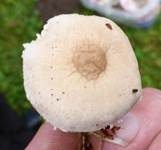 Weißer Körnchenschirmling, Foto 8