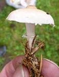 Weißer Körnchenschirmling, Foto 11
