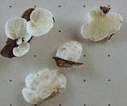 Weißer Kreideseitling, Foto 7