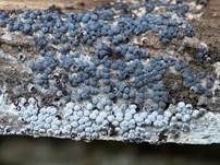 Weißer Kugelschleimpilz, Foto 6