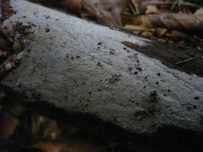 Weißer Lyozystidenrindenpilz, Foto 4