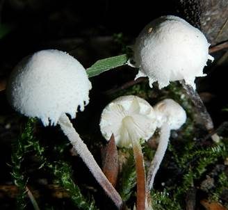 Weißer Mehlschirmling, Foto 2