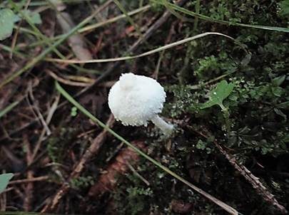 Weißer Mehlschirmling, Foto 3