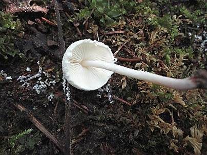 Weißer Mehlschirmling, Foto 4
