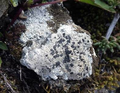 Braune Schwarznapfkrustenflechte, Foto 2