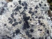Braune Schwarznapfkrustenflechte, Foto 6