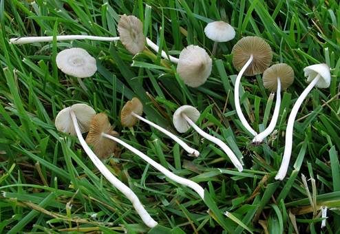 Weißer Mistpilz, Foto 2