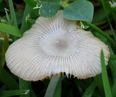 Weißer Mistpilz, Foto 3