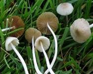 Weißer Mistpilz, Foto 5