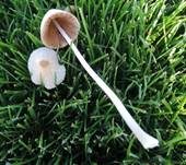 Weißer Mistpilz, Foto 7