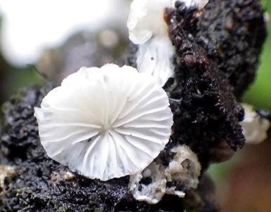 Weißer Muschelseitling, Foto 3