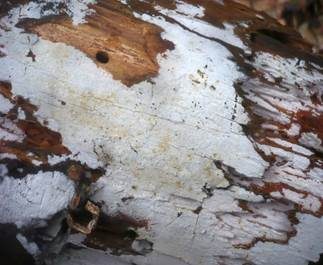 Weißer Rindenpilz, Foto 5