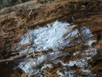 Weißer Rindenpilz, Foto 6